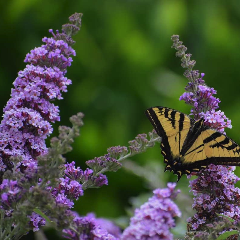 Butterfly Bush